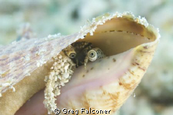 Juvenile Queen Conch checking out her surroundings.  June... by Greg Falconer 